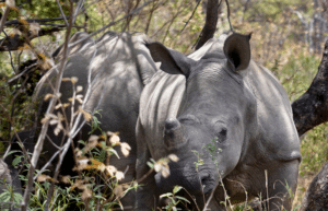 zimbabwe-pre-vet-african-wildlife-orphanage19