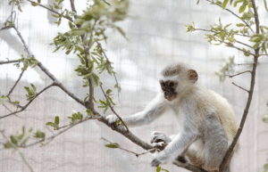 zimbabwe-pre-vet-african-wildlife-orphanage24