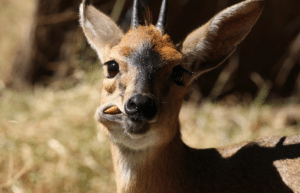 zimbabwe-pre-vet-african-wildlife-orphanage26