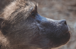 zimbabwe-pre-vet-african-wildlife-orphanage33