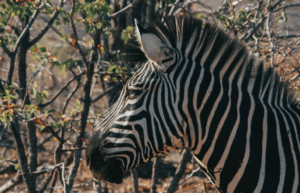 zimbabwe-pre-vet-african-wildlife-orphanage42