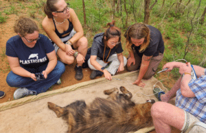 zimbabwe-pre-vet-african-wildlife-orphanage6