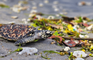 indinesia-lombok-island-sea-turtle-conservation-15