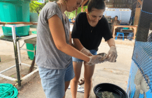 indinesia-lombok-island-sea-turtle-conservation-17