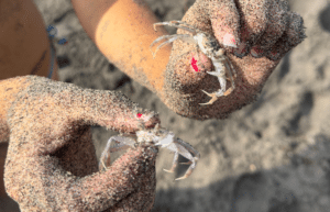 indinesia-lombok-island-sea-turtle-conservation-18