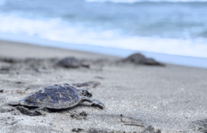 indinesia-lombok-island-sea-turtle-conservation-21