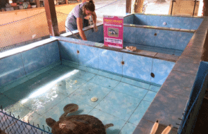indinesia-lombok-island-sea-turtle-conservation-22