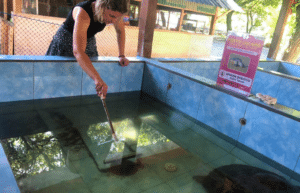 indinesia-lombok-island-sea-turtle-conservation-23