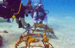 maldives-coral-gardening-reef-conservation-volunteering1