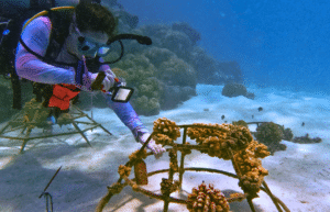 maldives-coral-gardening-reef-conservation-volunteering11