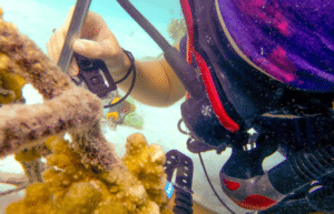 maldives-coral-gardening-reef-conservation-volunteering13