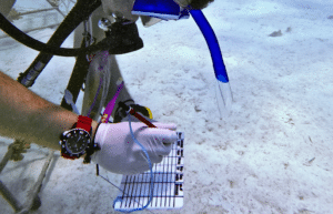 maldives-coral-gardening-reef-conservation-volunteering15