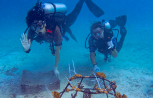 maldives-coral-gardening-reef-conservation-volunteering9