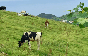 azores-social-impact-eco-adventure-for-teenagers-5