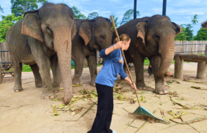 koh-samui-elephant-care-volunteering-11