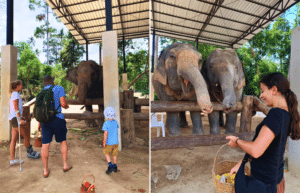 koh-samui-elephant-care-volunteering-45