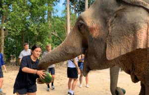 koh-samui-elephant-care-volunteering-47