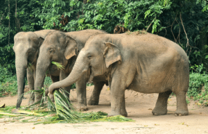 koh-samui-elephant-care-volunteering-48
