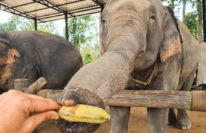 koh-samui-elephant-care-volunteering-49