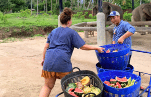 koh-samui-elephant-care-volunteering-5