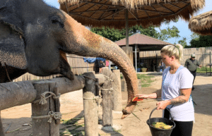 koh-samui-elephant-care-volunteering-6