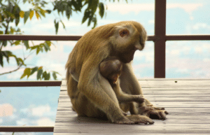 thailand-teaching-&-community-volunteering-for-older-adults-31