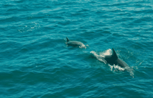 australia-welcome-to sydney-tour-&-culture-week-23