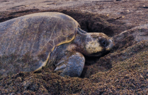 costa-rica-family-friendly-sea-turtle-&-nature-conservation-14