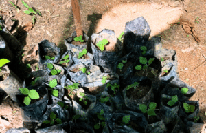 costa-rica-family-friendly-sea-turtle-&-nature-conservation-23