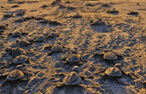 costa-rica-family-friendly-sea-turtle-&-nature-conservation-28