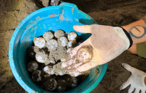 costa-rica-family-friendly-sea-turtle-&-nature-conservation-29