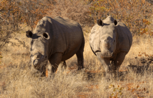 botswana-african-wildlife-conservation-for-mature-adults-1