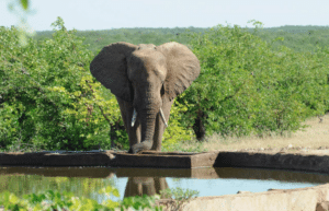 botswana-african-wildlife-conservation-for-mature-adults-11