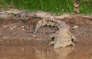 botswana-african-wildlife-conservation-for-mature-adults-12