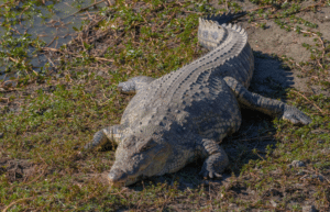 botswana-african-wildlife-conservation-for-mature-adults-14