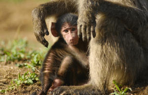 botswana-african-wildlife-conservation-for-mature-adults-15