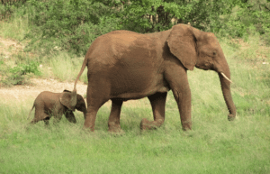 botswana-african-wildlife-conservation-for-mature-adults-3