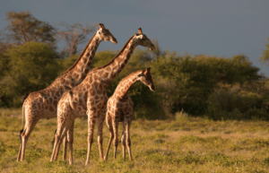 botswana-african-wildlife-conservation-for-mature-adults-4