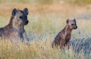 botswana-african-wildlife-conservation-for-mature-adults-6