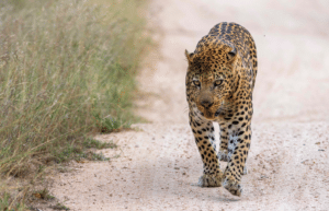 botswana-african-wildlife-conservation-for-mature-adults-7