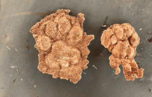 botswana-african-wildlife-conservation-for-mature-adults-8