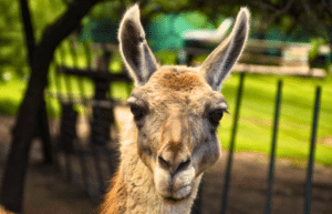 culture-community-service-eco-adventure-for -teenagers-11