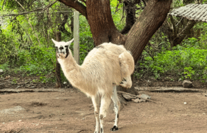 culture-community-service-eco-adventure-for -teenagers-28