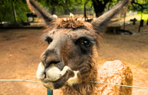 culture-community-service-eco-adventure-for -teenagers-31