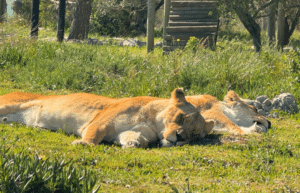 south-africa-big-cat-refuge-&-marcela-1