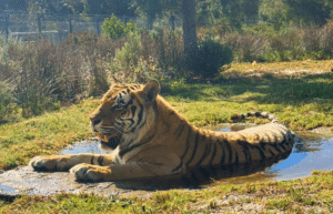 south-africa-big-cat-refuge-&-marcela-15