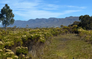 south-africa-big-cat-refuge-&-marcela-20