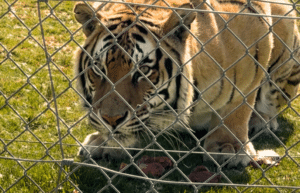 south-africa-big-cat-refuge-&-marcela-26