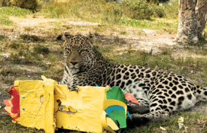 south-africa-big-cat-refuge-&-marcela-27
