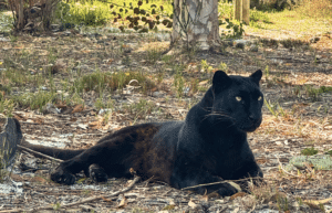 south-africa-big-cat-refuge-&-marcela-28